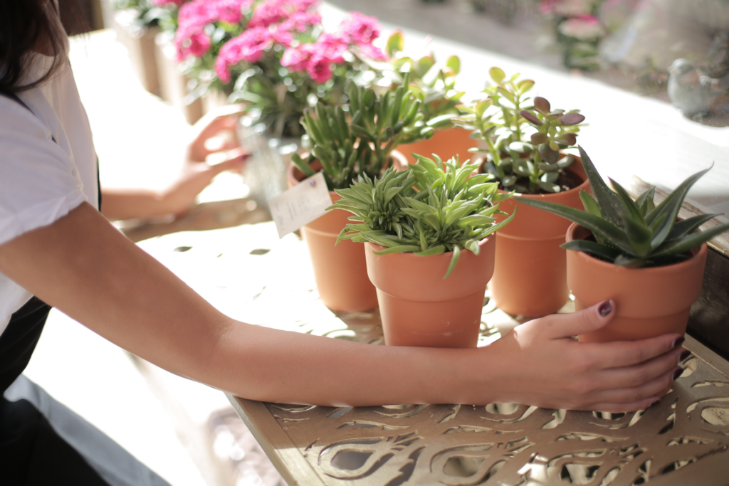 a person displaying some potted plants