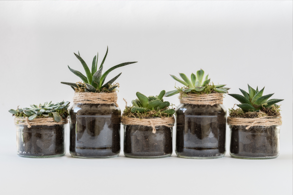 adorable row of succulents in jars